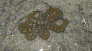 Image copyright of WA Museum